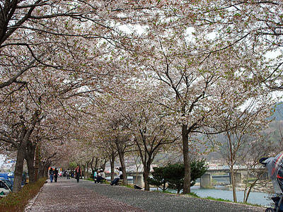 Yocheon River in spring in Namwon, South Korea thumbnail