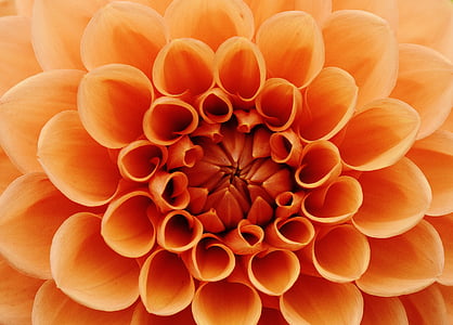 orange flower art thumbnail