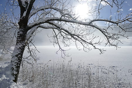 bare tree during winter season thumbnail
