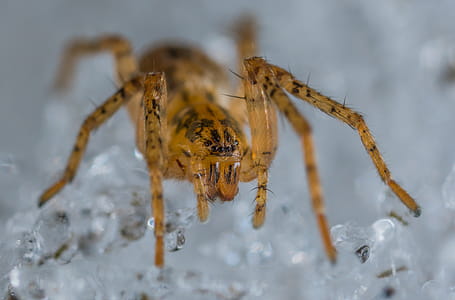Close-up Photo of Brown and Black Lynx Spider thumbnail