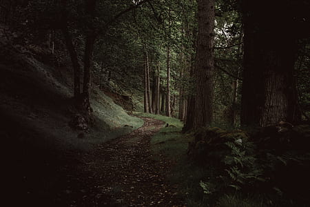 desired pathway surrounded by trees thumbnail