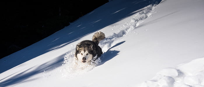 adult Siberian Husky on snow thumbnail