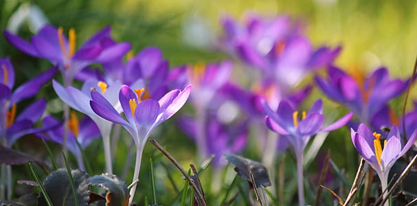 purple flowers thumbnail