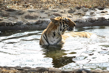 orange and white tiger on body of water thumbnail