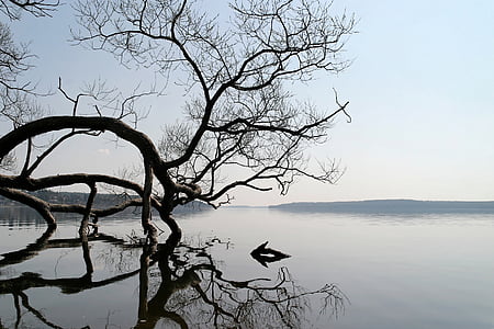 bare tree bending above body of water thumbnail