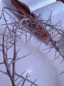beige thorn near opened book thumbnail
