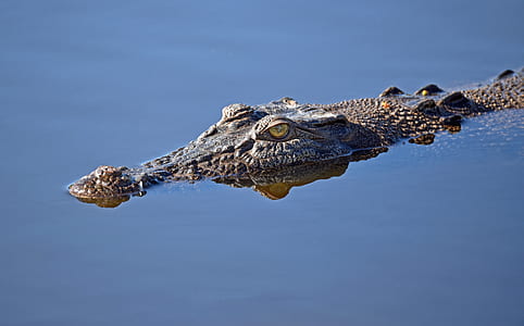 crocodile submerge on body of water thumbnail