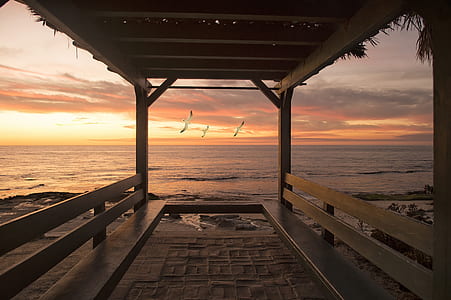seagull flying over the seashore thumbnail