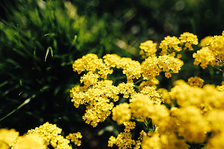 Small yellow flowers thumbnail