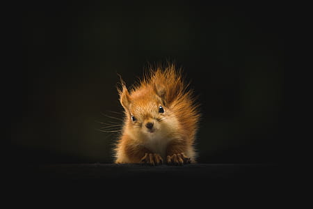 red squirrel on black background thumbnail
