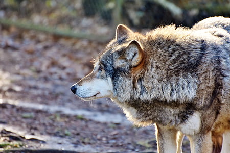 brown wolf photograph thumbnail
