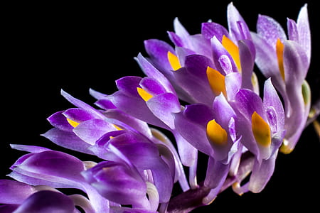 purple flower thumbnail