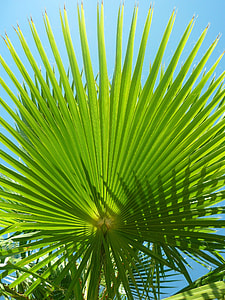 green palm plant thumbnail