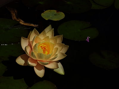 yellow lotus flower with leaf thumbnail