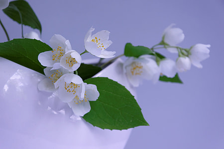 close up photo of white petaled flower thumbnail