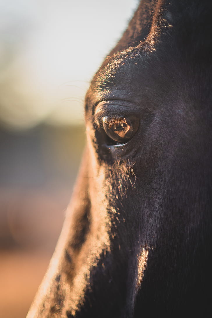 close-up photo of animal eye