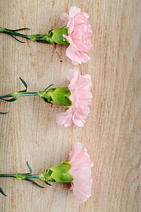 three pink petaled flowers thumbnail