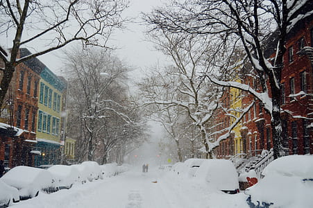 snow covered bare trees thumbnail