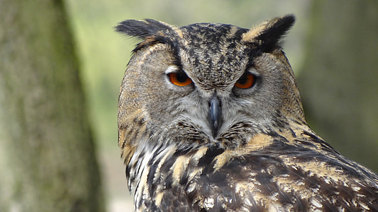 shallow depth of field photo of owl thumbnail