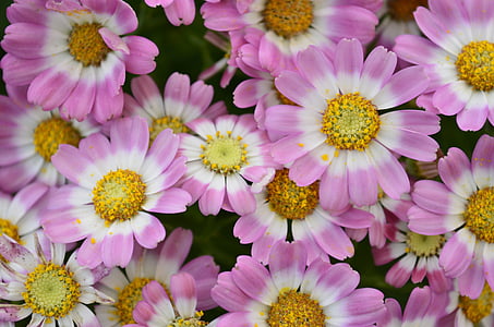 close-up photo of white and pink petaled flowers thumbnail