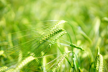 green grass field thumbnail