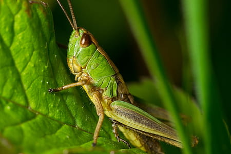 Grasshopper Green and Yellow thumbnail