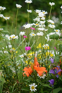 assorted-color petaled flowers thumbnail