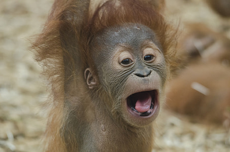 gray monkey thumbnail