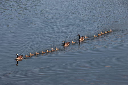 floating duck align on water thumbnail