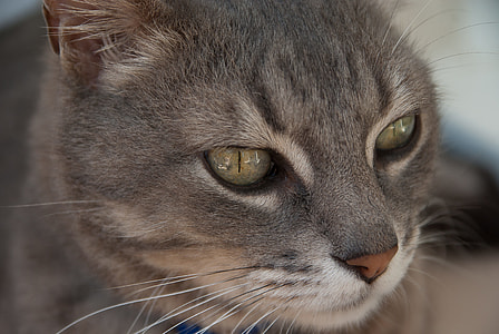 short-coated blue cat thumbnail