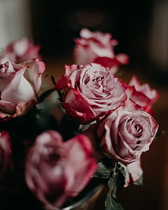 red roses in macro shot photography thumbnail