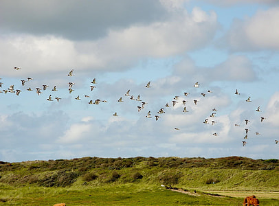 North Sea Island Of, Flock Of Birds thumbnail