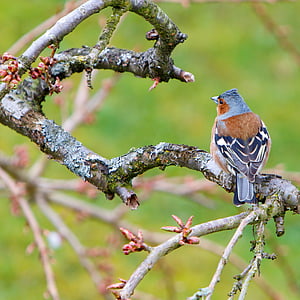 brown and blue bird perching on branch thumbnail