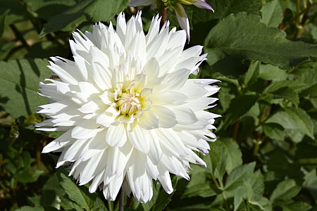 selective focus photography of white petaled flower thumbnail