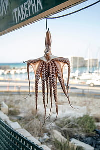 Octopus thumbnail