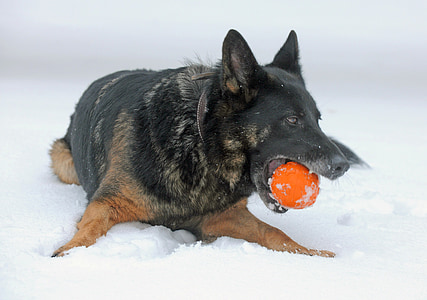 dog playing on snow thumbnail