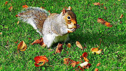 squirrel eating nut on green grass field thumbnail