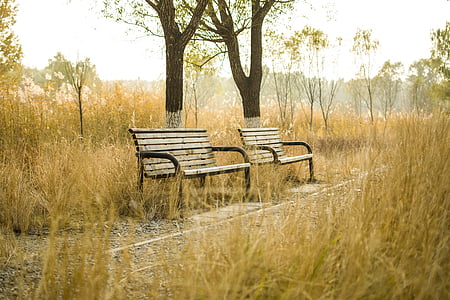 two brown wooden benches near trees beside rail thumbnail