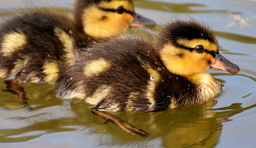 two yellow-and-black ducklings on water thumbnail