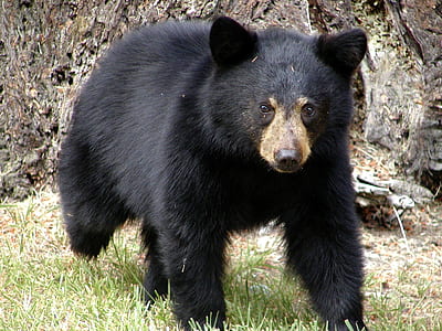 black bear walking on grass thumbnail