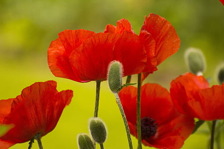 selective focus photography of red poppy flowers thumbnail