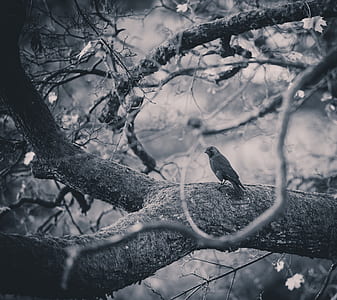 grayscale photography of bird on tree branch thumbnail
