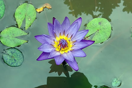 purple waterlily flower on water thumbnail
