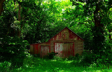 red and brown shed under green leaf tress during daytime thumbnail