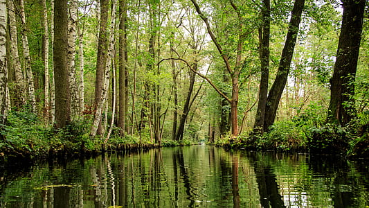 photo of green forest near lake thumbnail
