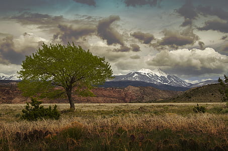 tree at daytime thumbnail