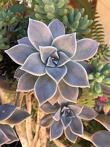 shallow focus photo of blue flowers thumbnail