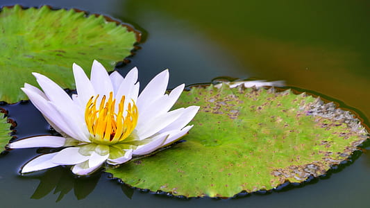 white lotus flower and green lily pad thumbnail
