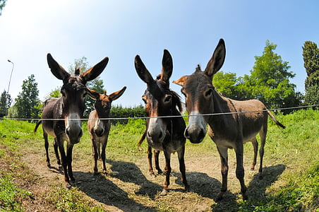 herd of donkeys looking at the camera thumbnail