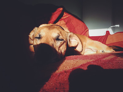 Puppy Dog Sleeping Shadow thumbnail
